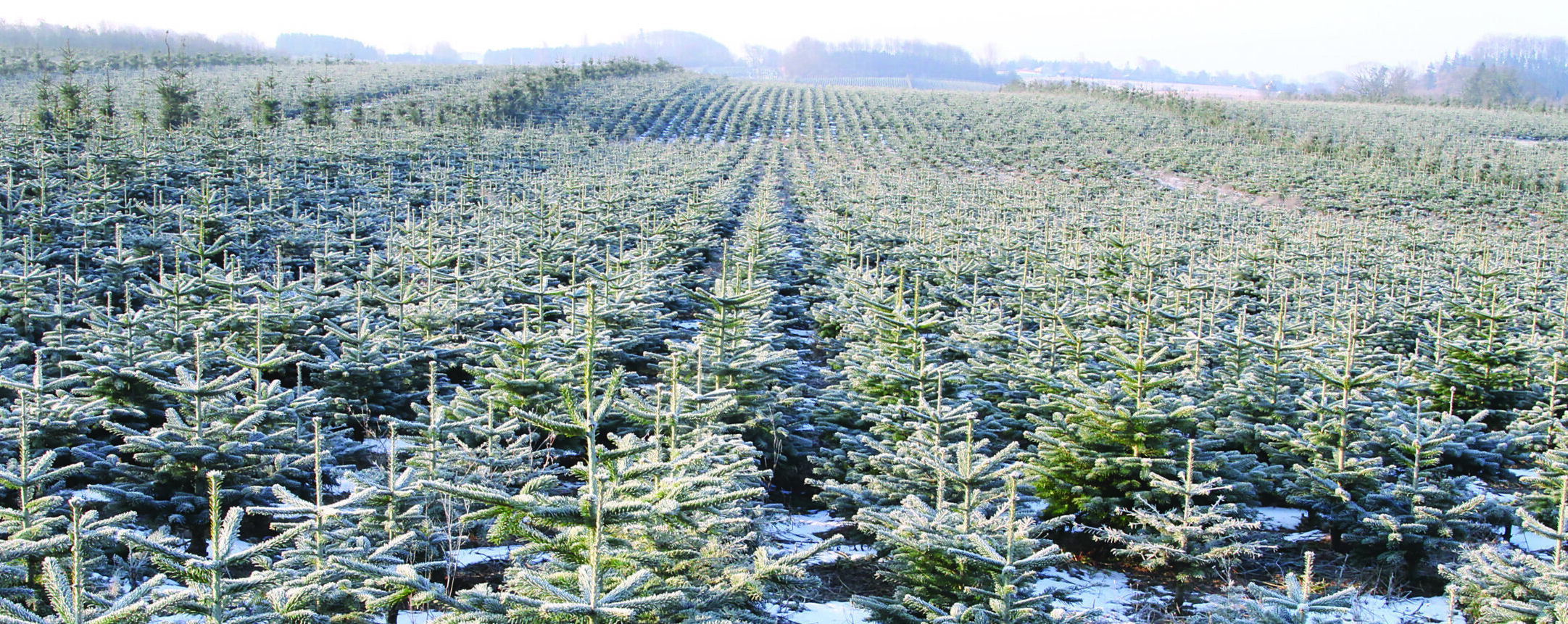 Arbodania nordmann fir in Christmas tree fields at Collet Lundbygaard