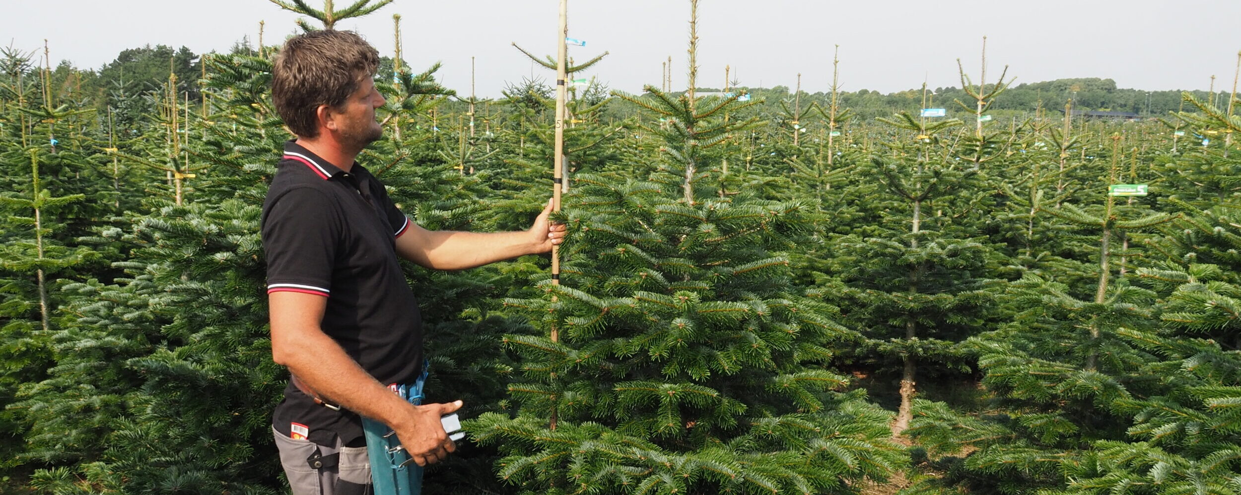 Selection and tagging the nordmann trees in the field