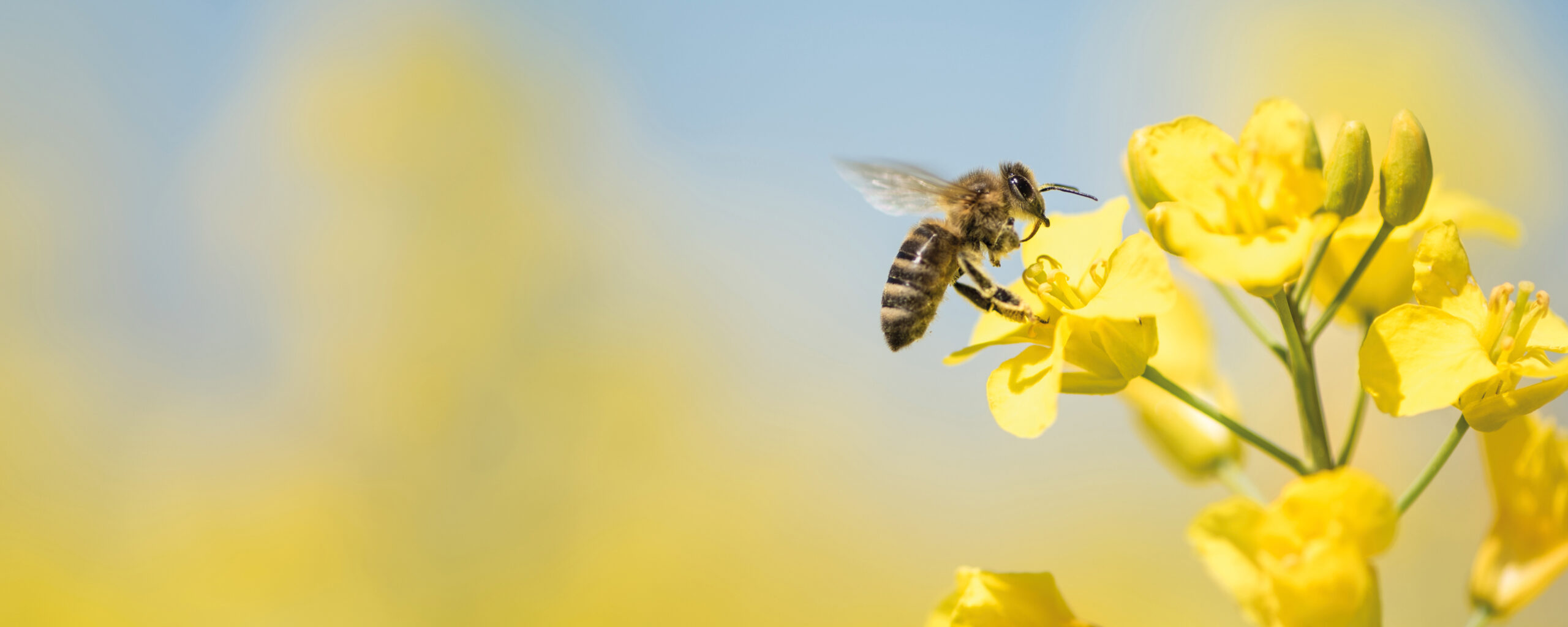 Honeybee collecting pollen on yellow rape flower against blue sky