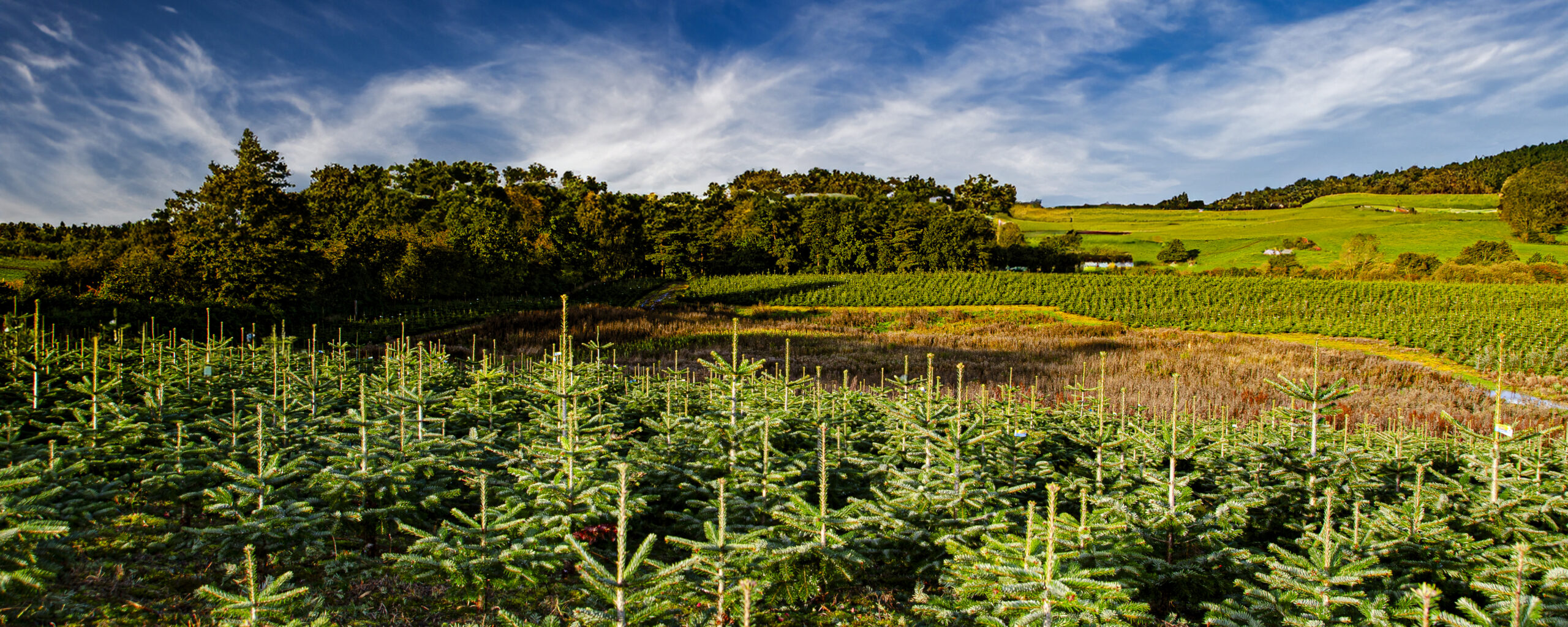 View over the Christmas tree fields at Lundbygaard estate