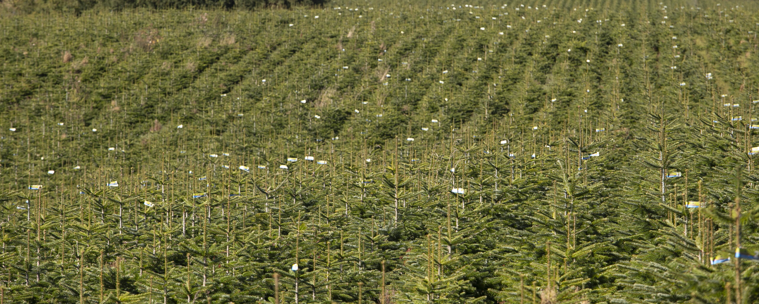 Fields with nordmann fir tagged in different categories by the use of Arbodania private label