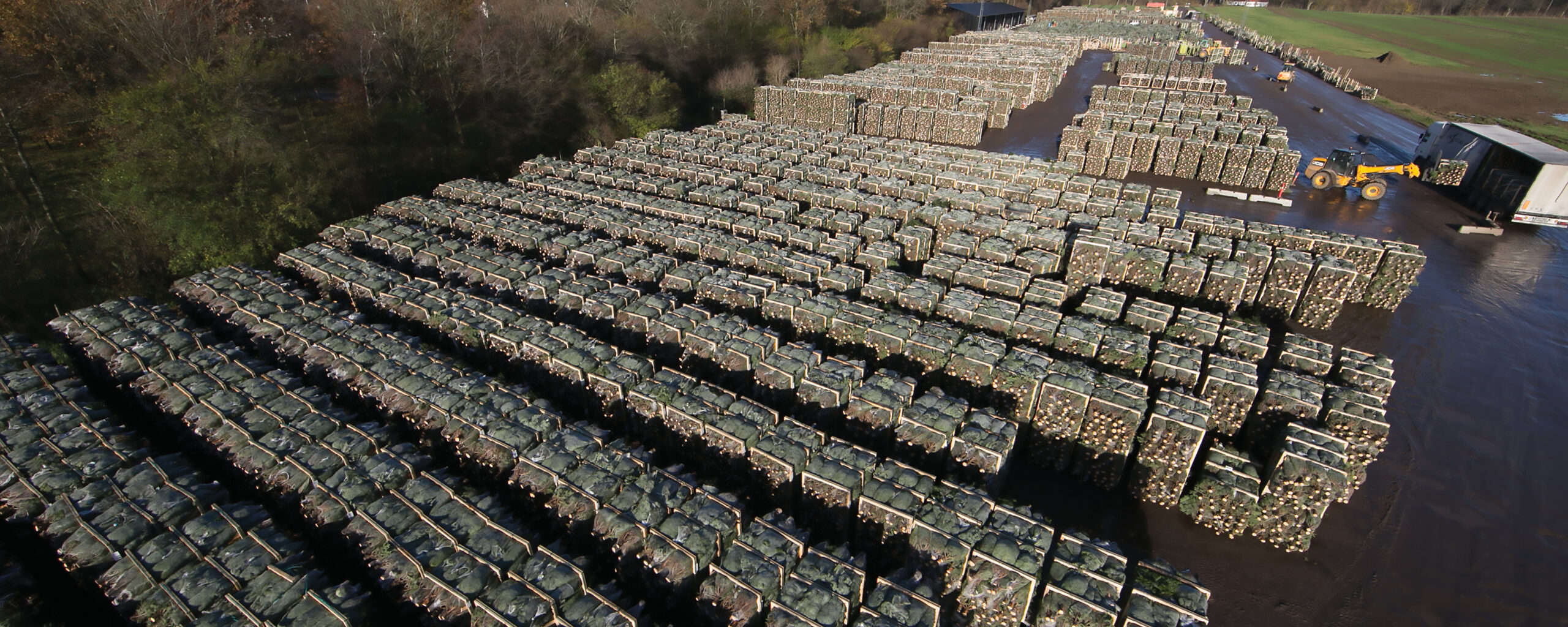 Arbodania season storage of Christmas tree medium pallets