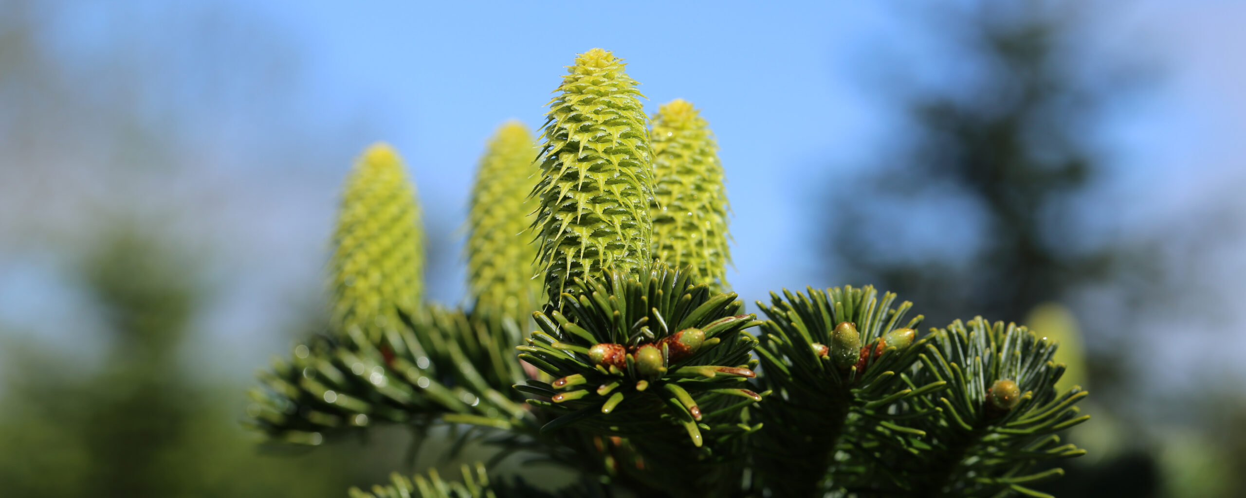 New green cones on Arbodania/Collet own mother-trees in the seed orchard at Collet Lundbygaard