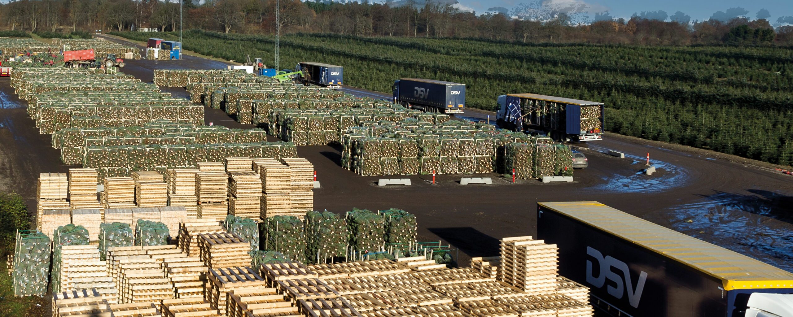 Loading trucks at Arbodania season storage of Christmas tree pallets